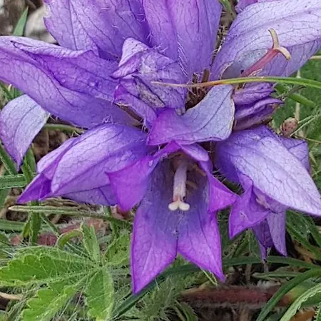 Διαμέρισμα Old Town Hesed Σπλιτ